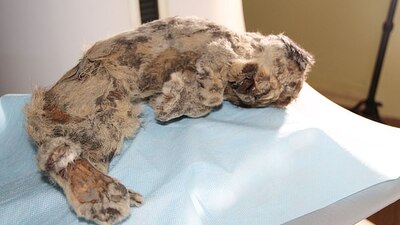 43 bin 500 yıllık hayvanı canlandıracaklar