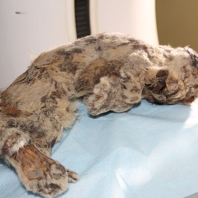 43 bin 500 yıllık hayvanı canlandıracaklar