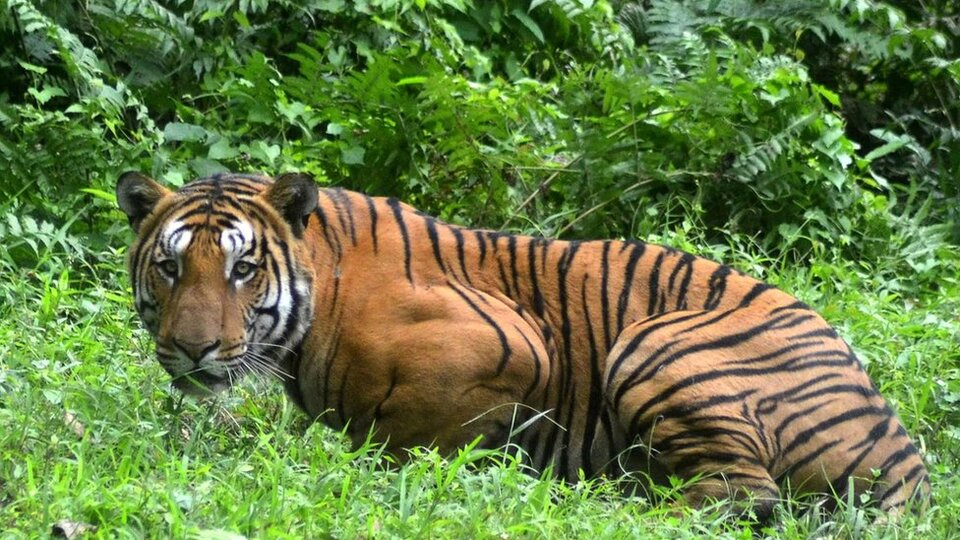 Hindistan'da 13 insanı yiyen kaplan öldürüldü