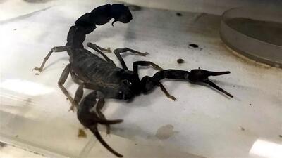 Akrep ve yılan sokmalarına karşı 'kuru' antiserum geliyor