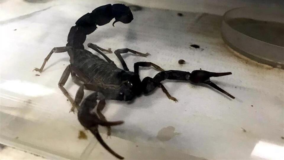 Akrep ve yılan sokmalarına karşı 'kuru' antiserum geliyor