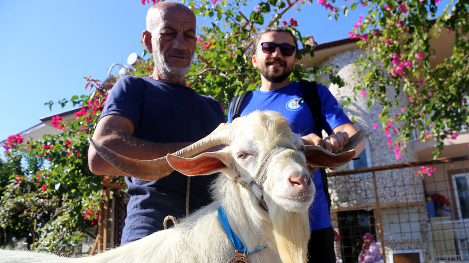 Sosyal medya bu keçiyi konuşuyor!