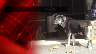 Esnaf o köpeği takip etti! Bakın sonunda ne oldu!