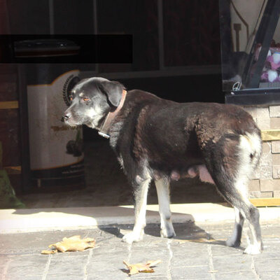 Esnaf o köpeği takip etti! Bakın sonunda ne oldu!