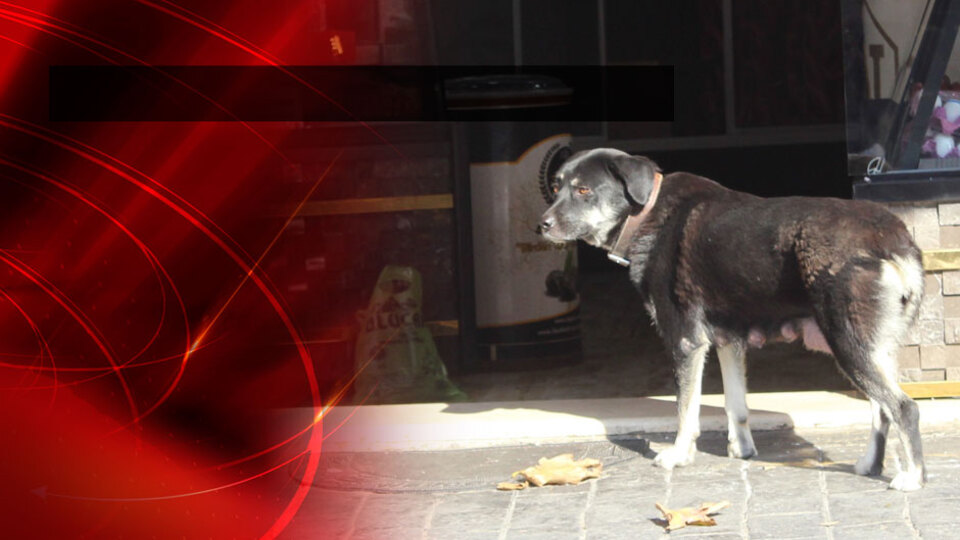 Esnaf o köpeği takip etti! Bakın sonunda ne oldu!