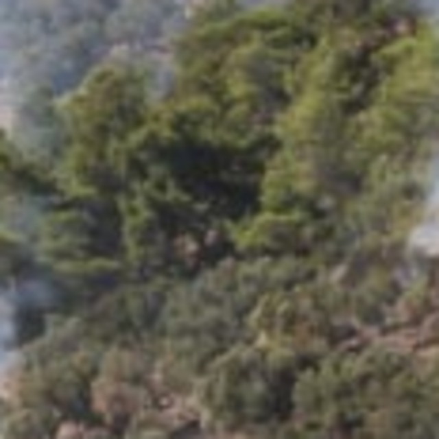 Mangal keyfi, çok sayıda zeytin ağacına zarar verdi
