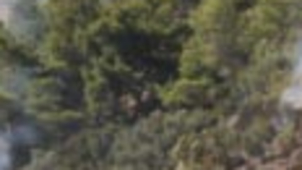 Mangal keyfi, çok sayıda zeytin ağacına zarar verdi
