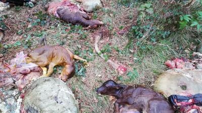 Bunlar insan mı! İneklerin etlerini satıp, yavruları ormana attılar!