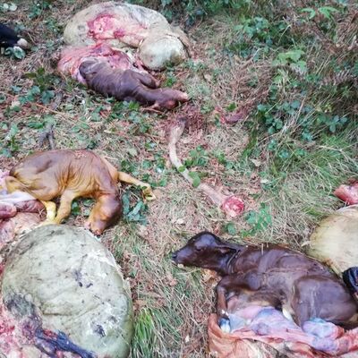 Bunlar insan mı! İneklerin etlerini satıp, yavruları ormana attılar!