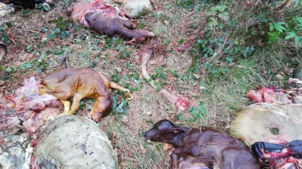 Bunlar insan mı! İneklerin etlerini satıp, yavruları ormana attılar!