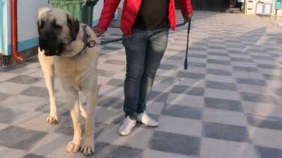 Yılda 100'ü ihraç ediliyor! "Anadolu aslanı"na dünyadan büyük talep!