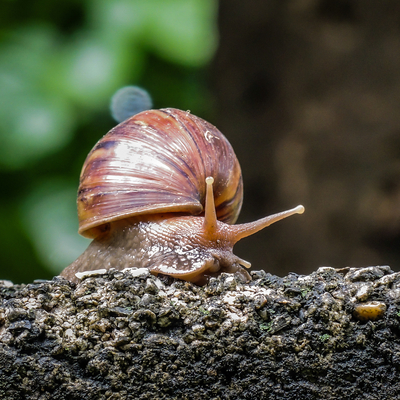 Salyangoz yedi, kabusu yaşadı!