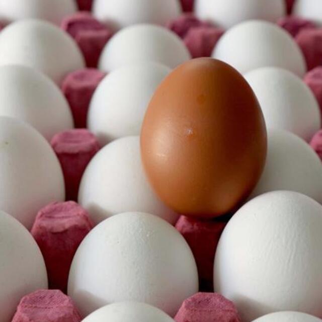 Yumurta ihracatı rekora koşuyor
