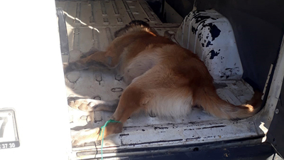 Korkunç iddia! Minibüsün arkasına bağlanıp sürüklenen köpek öldü