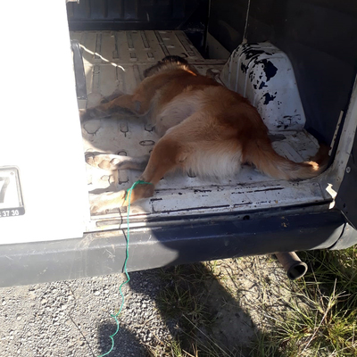 Korkunç iddia! Minibüsün arkasına bağlanıp sürüklenen köpek öldü