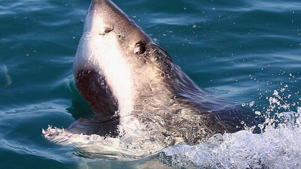 Avustralya'da köpek balığı saldırısı!
