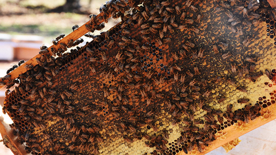 İşte arıcıları kurtaran bal