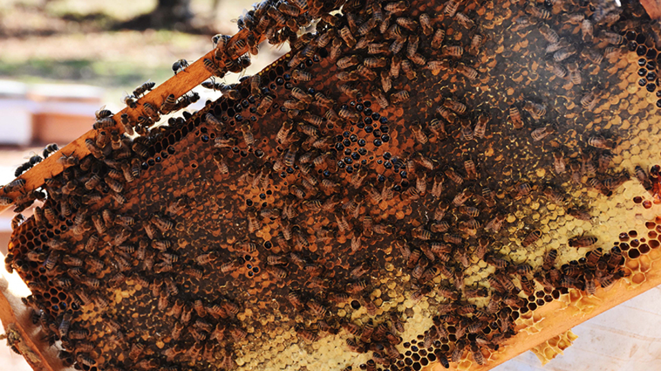 İşte arıcıları kurtaran bal