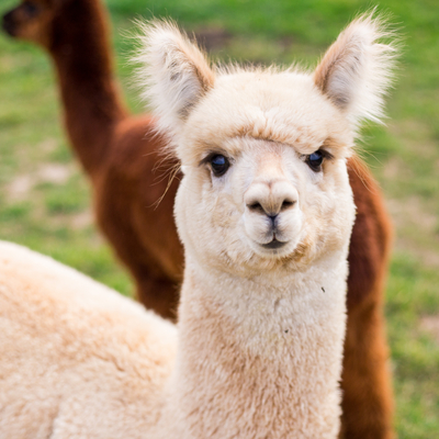 Bilim insanları açıkladı! Lamalar sayesinde...