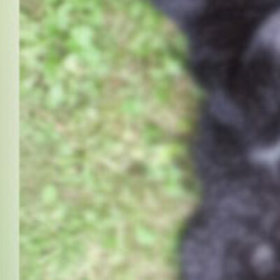 Bunu yapan insan olamaz! Tam bir vahşet