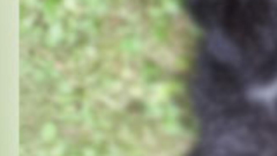 Bunu yapan insan olamaz! Tam bir vahşet