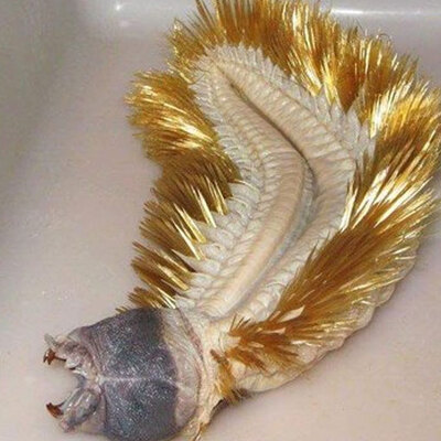 Yakaladığı canlıya kimse inanamadı