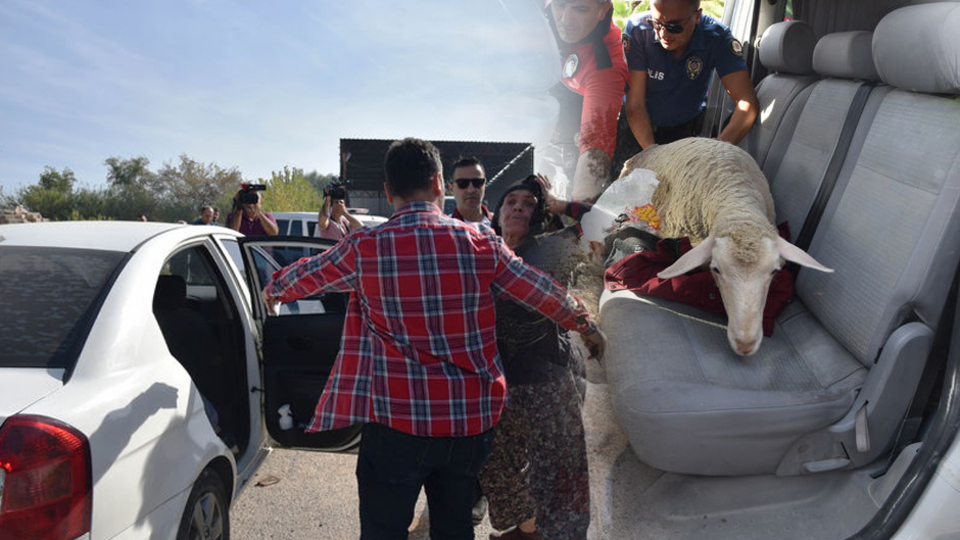 5 koyun çaldılar! Savunmaları akılalmaz!