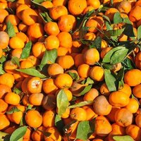 Mandalinanın öyle bir faydası varmış ki...