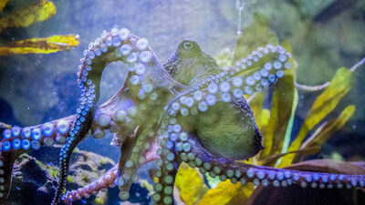 Kir sandılar, bakın ne çıktı?