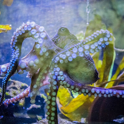 Kir sandılar, bakın ne çıktı?