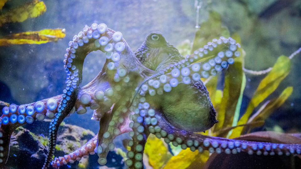 Kir sandılar, bakın ne çıktı?