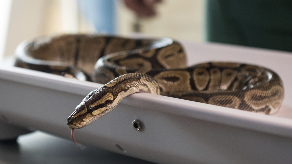 Tuvalette dehşet: 3 metrelik pitona evinde yakalandı!
