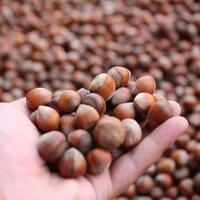 Türkiye'den 118 ülkeye fındık ihracı