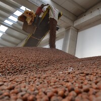 TMO'nun devreye girmesiyle fındık piyasası hareketlendi