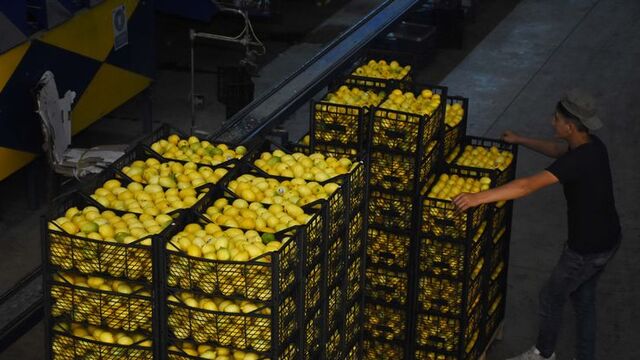 Limonda üretim arttı, fiyatlar düştü