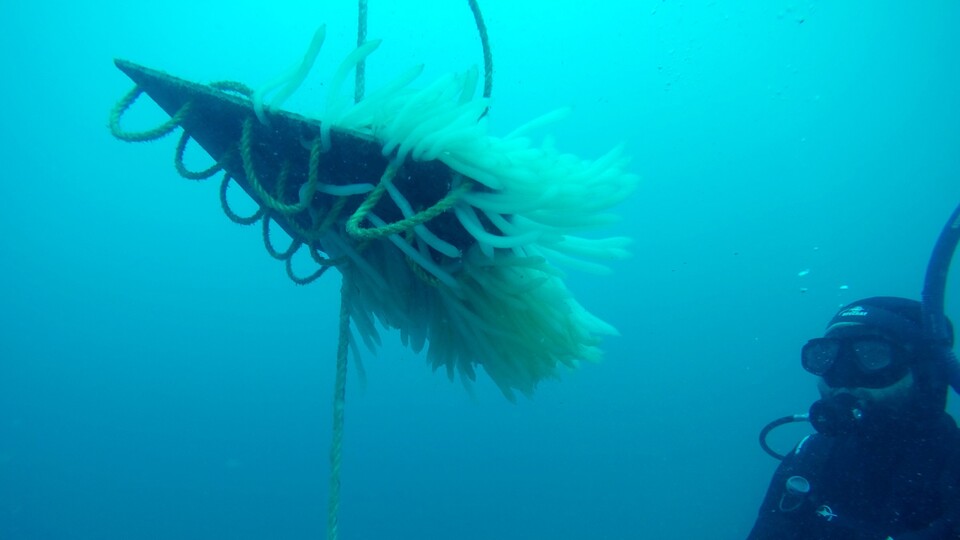 Kalamarlar yok olmasın diye 1 yılda 1,5 milyon yumurta!