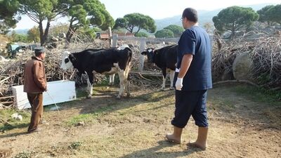 Burhaniye'de "kuduz" alarmı!