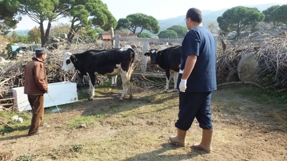 Burhaniye'de "kuduz" alarmı!