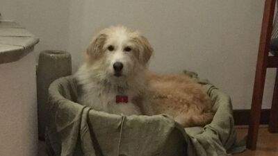 Veteriner kontrolünde dehşete düşüren görüntü!