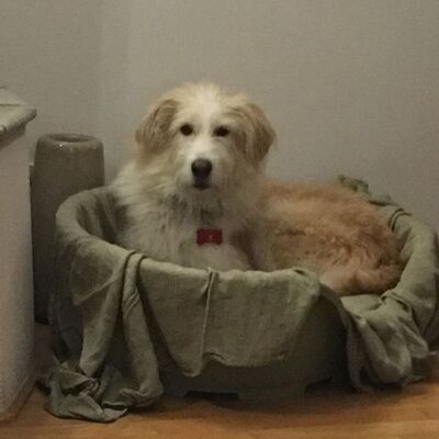 Veteriner kontrolünde dehşete düşüren görüntü!