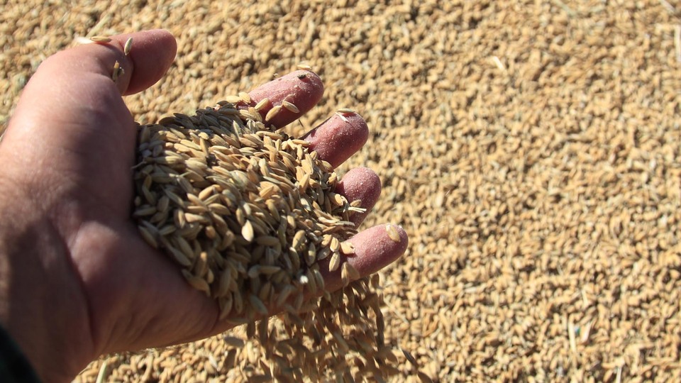 TMO çeltik bedelini 10 gün içinde hesaplara aktaracak