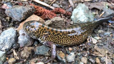 Rize'de görüntülendi! Büyük heyecan yarattı