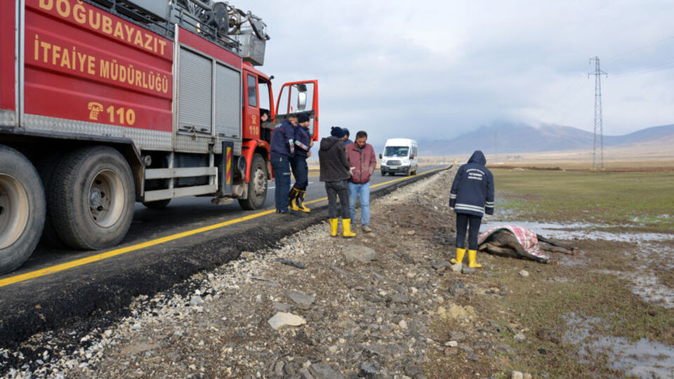 Yaralı atı kurtarmak için seferber oldular