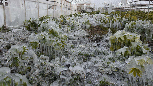 Meteoroloji'den Ege bölgesine 'zirai don' uyarısı