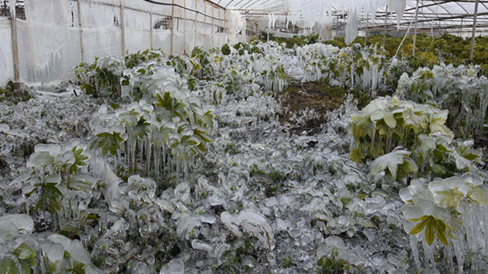 Meteoroloji'den Ege bölgesine 'zirai don' uyarısı