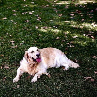 Köpeğin apartmandan tahliyesine Yargıtay freni!