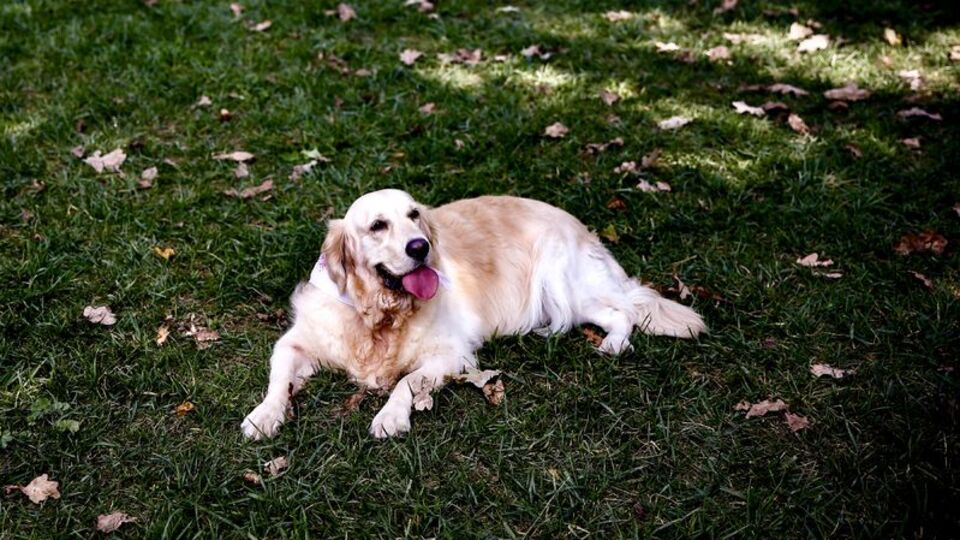 Köpeğin apartmandan tahliyesine Yargıtay freni!