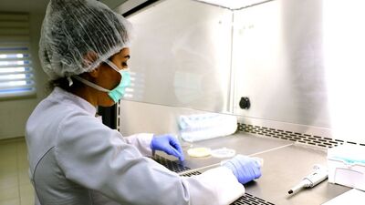 Sığır tendonları yerli kolajene dönüştü