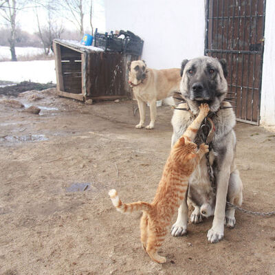 Kangal ve kedinin şaşırtan dostluğu! Aramıza kimse giremez!