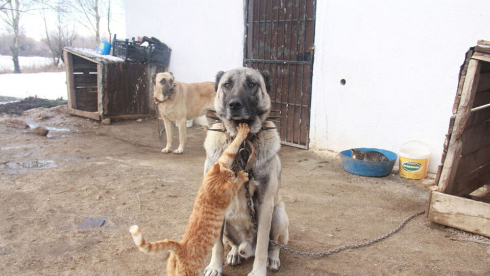 Kangal ve kedinin şaşırtan dostluğu! Aramıza kimse giremez!